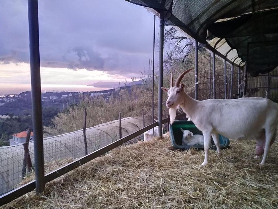 Agriturismo Fattoria Montecontessa Villa Genova Kültér fotó