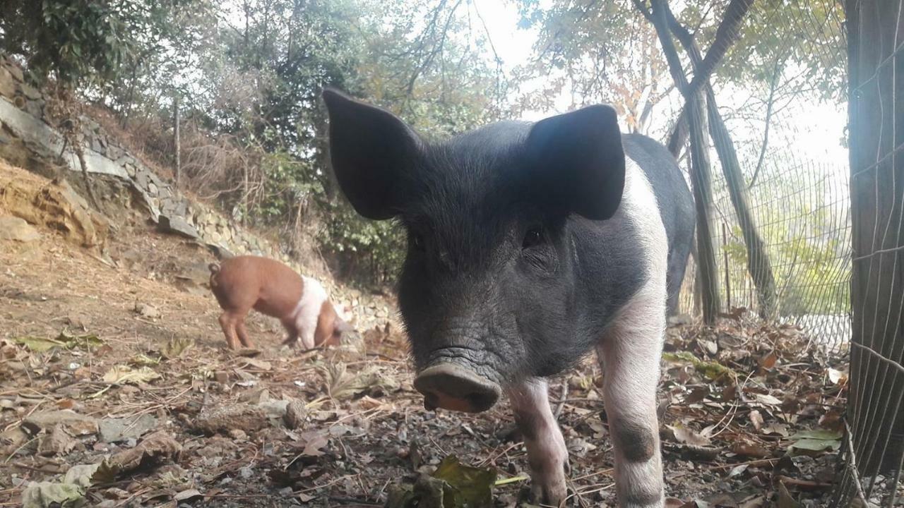 Agriturismo Fattoria Montecontessa Villa Genova Kültér fotó
